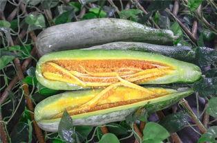 小网红吃瓜,揭秘娱乐圈幕后真相  第2张